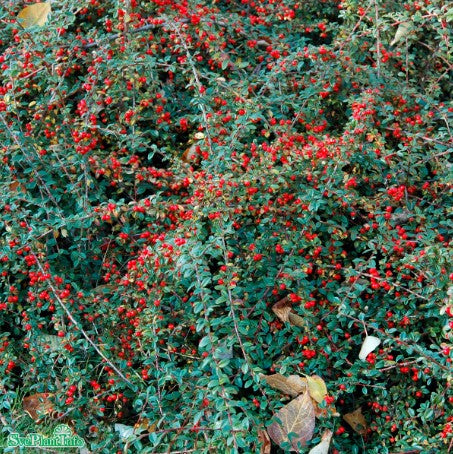 Småbladigt krypoxbär 'Eichholz' 10-pack i kruka