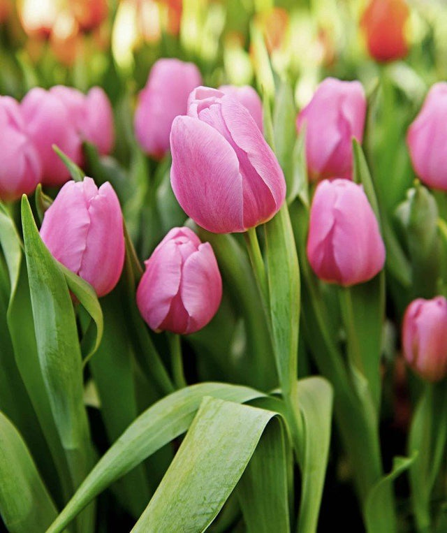 Triumphtulpan 'Synaeda Amor' 8st