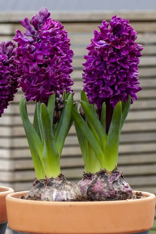 Hyacint 'Woodstock' 5st
