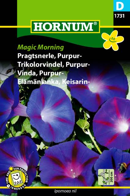 Purpurvinda 'Magic Morning' frö