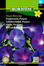 Purpurvinda 'Magic Morning' frö