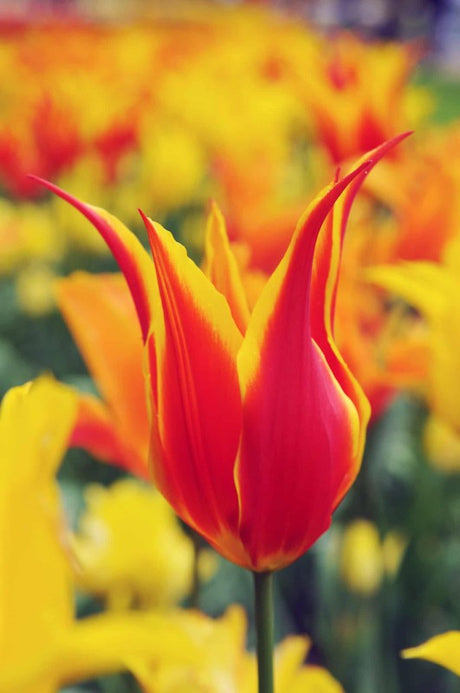 Liljetulpan 'Fly Away' 8st