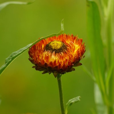 Ringblomma 'Green Heart'