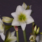 Amaryllis 'White Garden' 1st