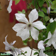 Klematis 'Forever Friends' 1-pack
