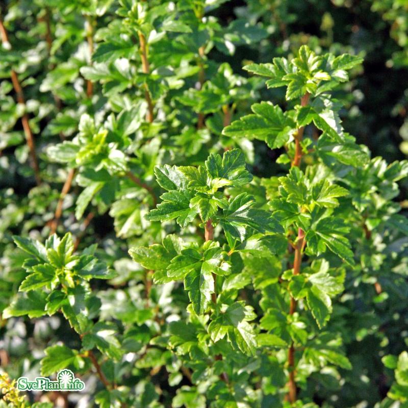 Måbär 10-p barrotad 40-60cm 2-4 grenar