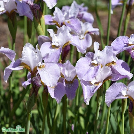 Rabattiris 'Dawn Waltz' 9cm kruka