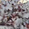 Alunrot 'Black Pearl' 12cm kruka