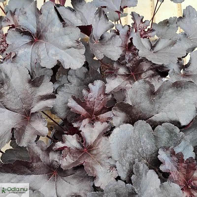 Alunrot 'Black Pearl' 12cm kruka