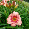 Daglilja 'Strawberry Candy' 11cm kruka