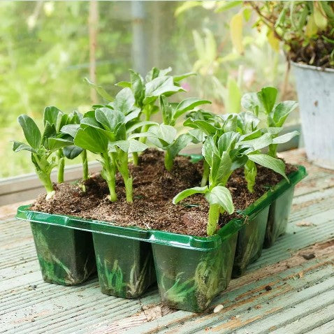 Pluggset Visiroot '9 celler' 8st