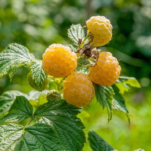 Hösthallon 'Fallgold' 1-pack i kruka