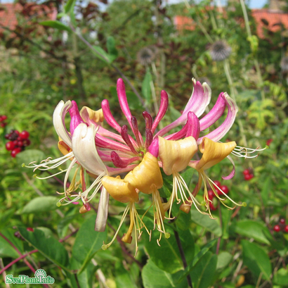 Vildkaprifol co 3-pack