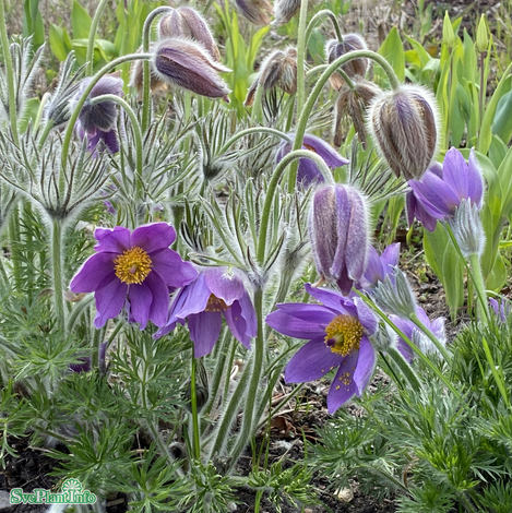 Backsippa 11cm kruka