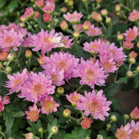 Bollkryss 'Roze' 12cm kruka