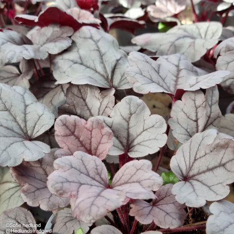 Alunrot 'Silver Gumdrop' 12cm kruka