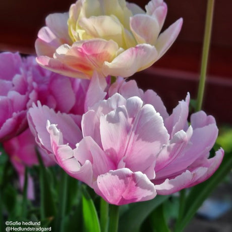 Dubbel Sen Tulpan 'Pink Star' 5st