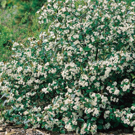 Svartaronia 'Hugin' 1-pack i kruka