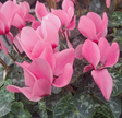 Cyklamen Storblommig Rose 12cm kruka