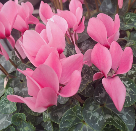 Cyklamen Storblommig Rose 12cm kruka