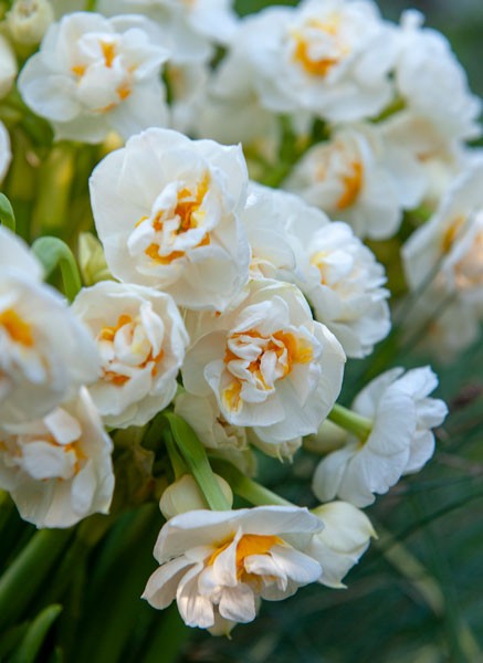 Narciss 'Bridal Crown' 5st