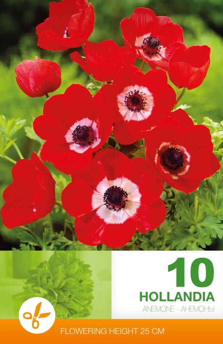 Bukettanemon 'Hollandia' 10st