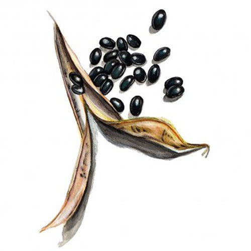 Kokböna 'Oves Lilla Svarta' Svenskodlat frö