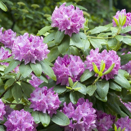 Rhododendron 'Roseum Elegans' co 30-40cm 1-pack