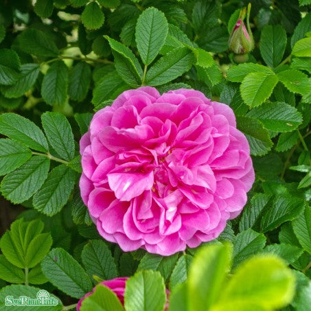 Kanadensisk ros 'Therese Bugnet' 10-pack barrot