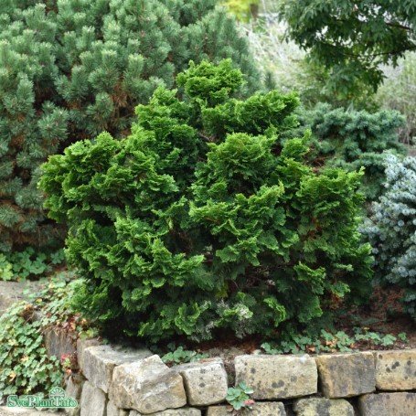 Japansk ädelcypress 'Nana Gracilis' 20-25 co 5-pack