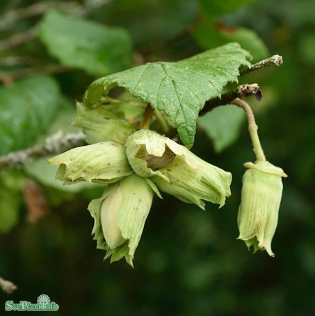 Hassel 'Webb's Prize Cob' 1-pack i kruka