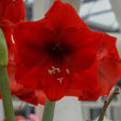 Amaryllis 'Red Lion' 1st