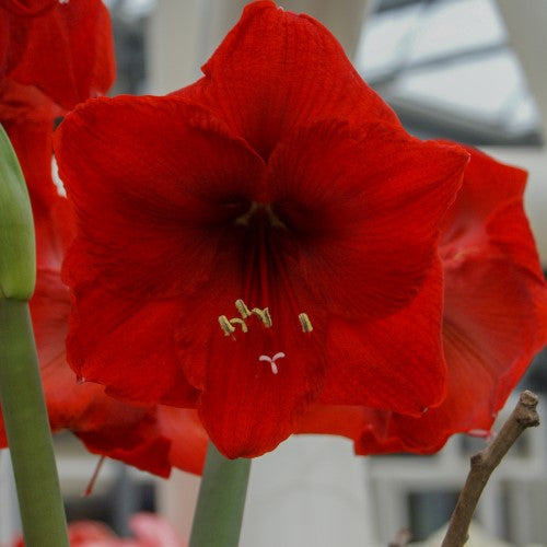Amaryllis 'Red Lion' 1st