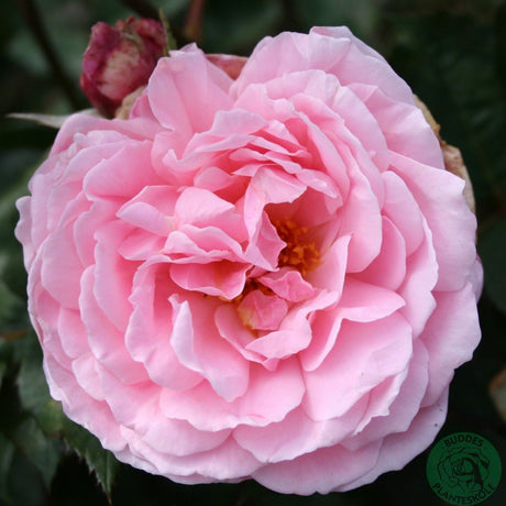 Austinros 'Brother Cadfael' 5-pack barrot