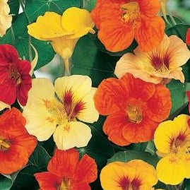 Blomsterkrasse / Indiankrasse 'Roland' Mix