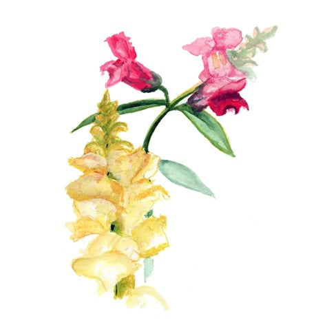 Lejongap Mix Svenskodlat frö