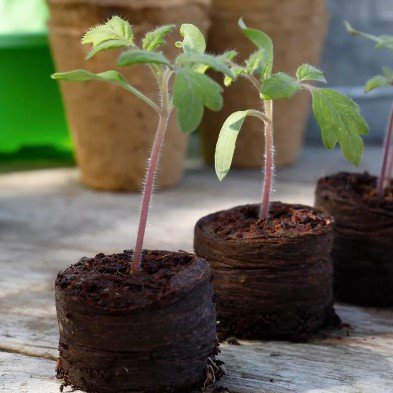 Torvfria Odlingsbriketter - 50st