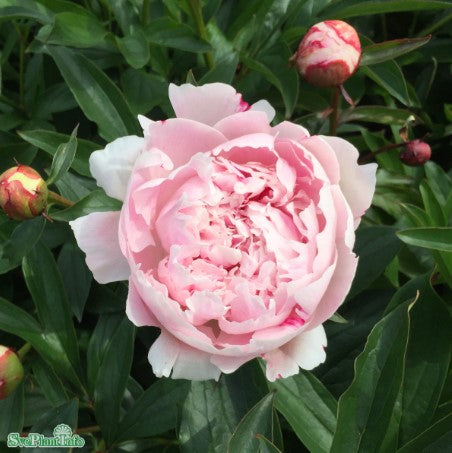 Luktpion 'Sarah Bernhardt' 1st barrotad