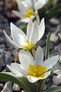 Botanisk Tulpan 'Polychroma' 8st