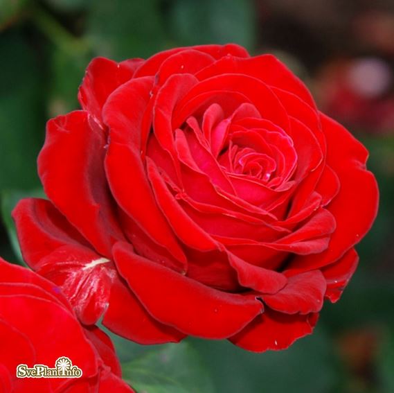 Tehybridros 'Courage' 1-pack barrot