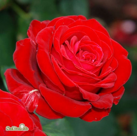 Tehybridros 'Courage' 5-pack barrot