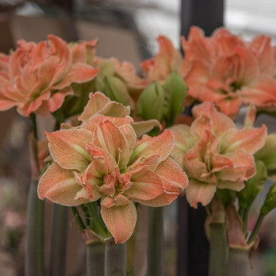 Amaryllis 'Exotic Nymph' 1st