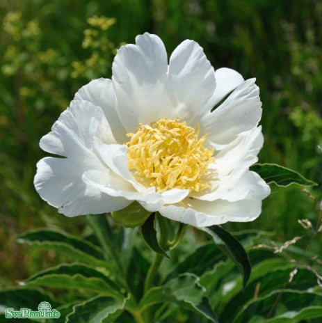 Luktpion 'Jan Van Leeuwen' 1st barrotad