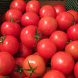 Tomat 'Sjaleza' F1 Frö