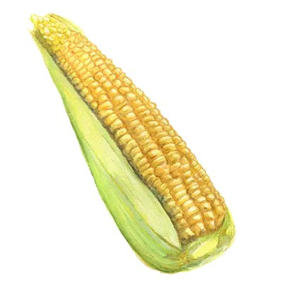 Sockermajs 'Damaun' Svenskodlat frö