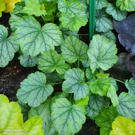 Alunrot 'Mint Marquess' 12cm kruka
