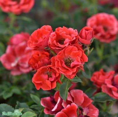 Modern buskros 'Charming Cover' 5-pack barrot