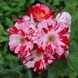 Floribundaros 'Hanky Panky' 5-pack barrot