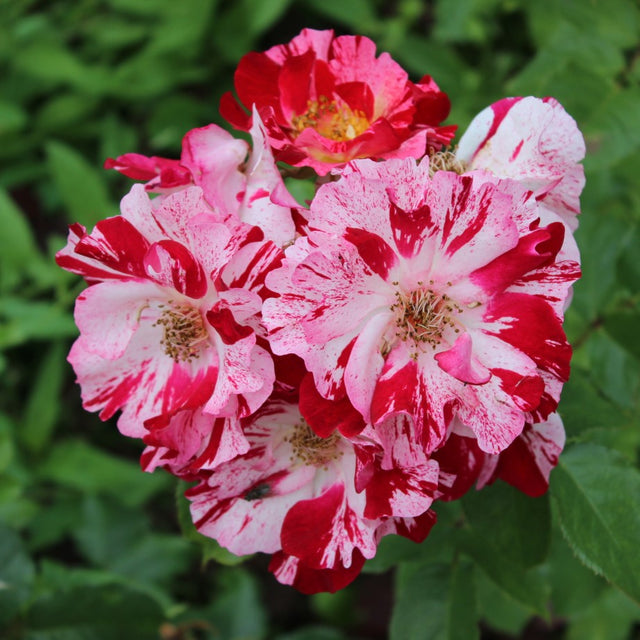 Floribundaros 'Hanky Panky' 5-pack barrot
