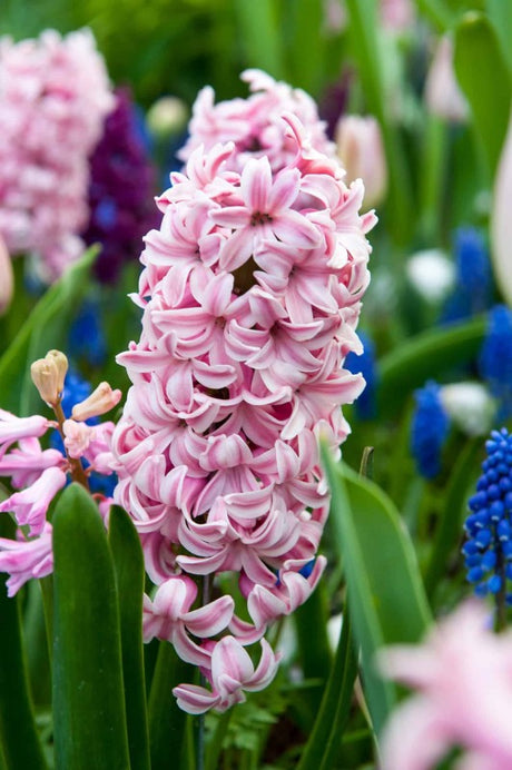 Hyacint 'Splendid Cornelia' 5st